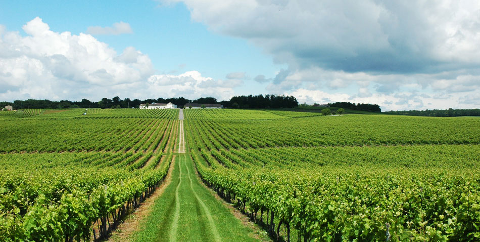 photo 1 du vignoble domaine de la ville, pineau des charentes