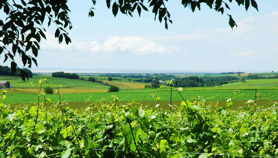 photo 2 du vignoble domaine de la ville, pineau des charentes