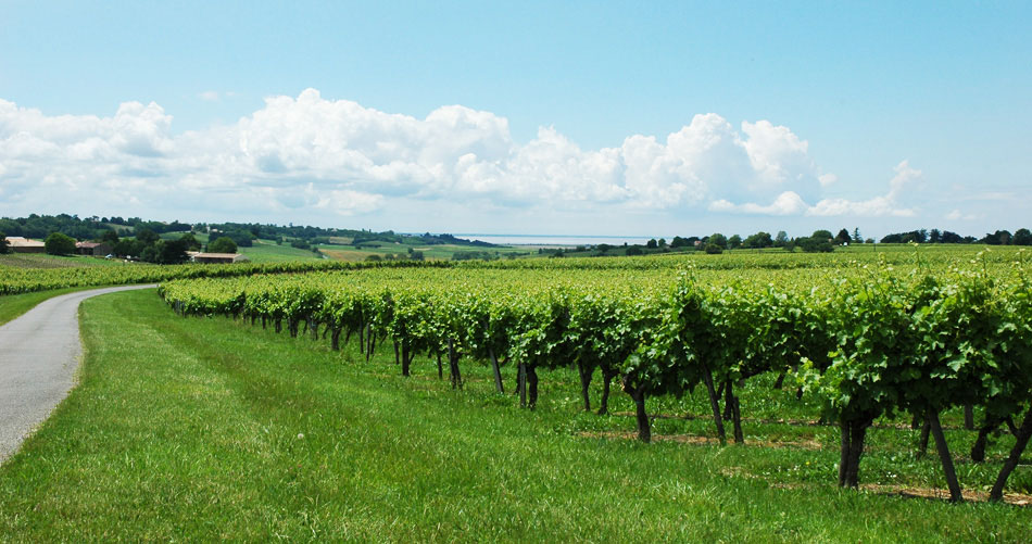 photo 3 du vignoble domaine de la ville, pineau des charentes