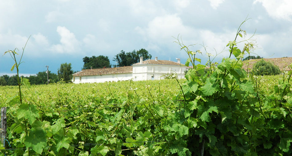 photo 4 du vignoble domaine de la ville, pineau des charentes