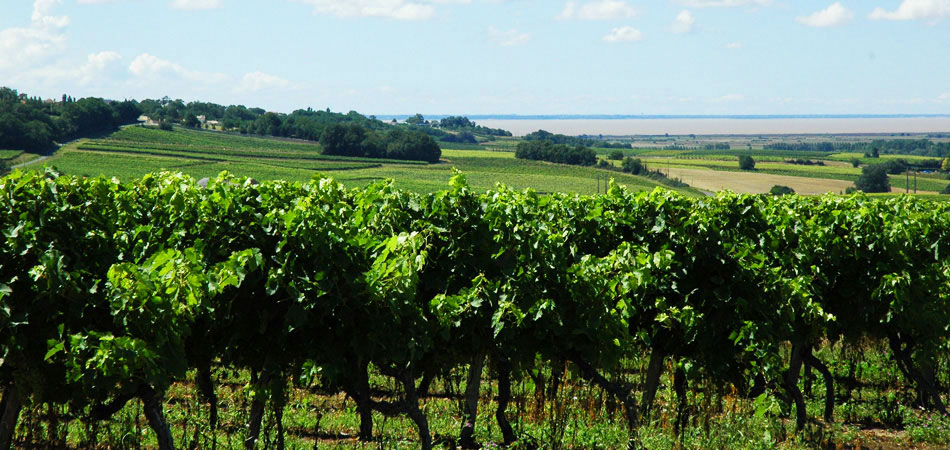 photo 5 du vignoble domaine de la ville, pineau des charentes