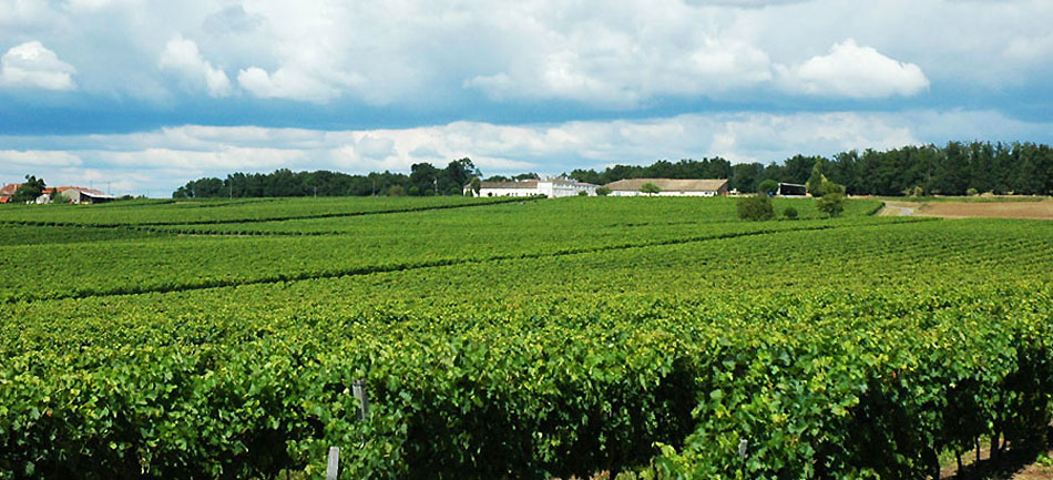 photo 6 du vignoble domaine de la ville, pineau des charentes