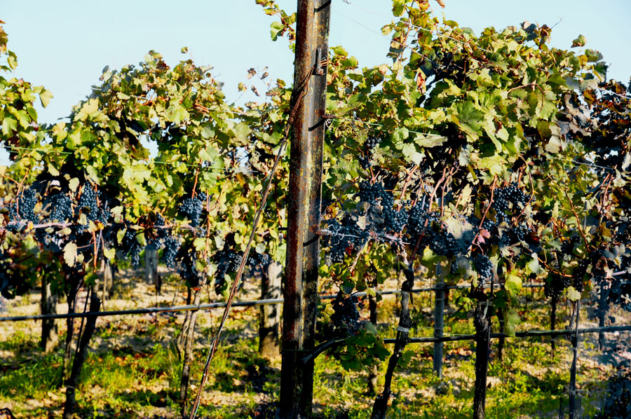 photo 7 du vignoble domaine de la ville, pineau des charentes