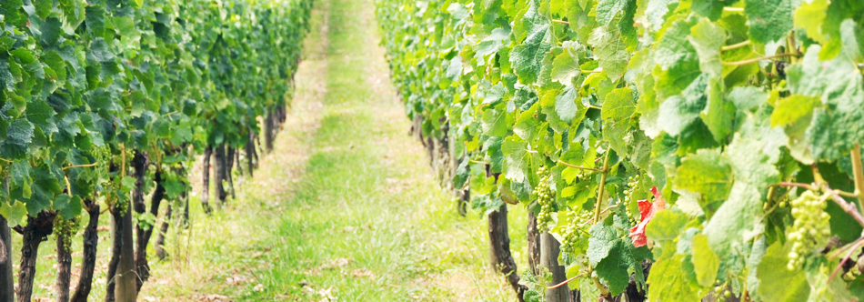 rang de vigne du domaine-de-la-ville, pineau des charentes